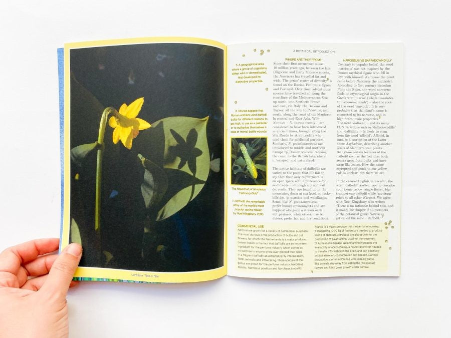 Pleasant Place 7: Daffodils (Narcissus)