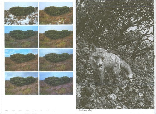 With Love, from an Invader: Rhododendrons, Empire, China and Me